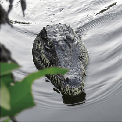 Crocodile Head - Snout | Remote Control Reptile Boat - Niches Store